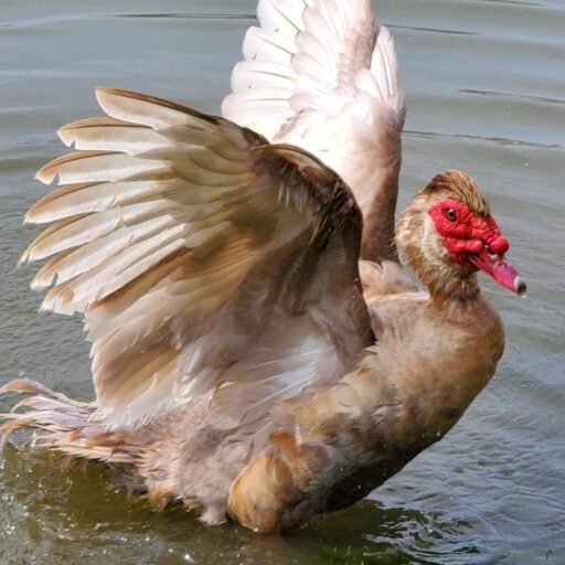 Sacred Hearts Sanctuary